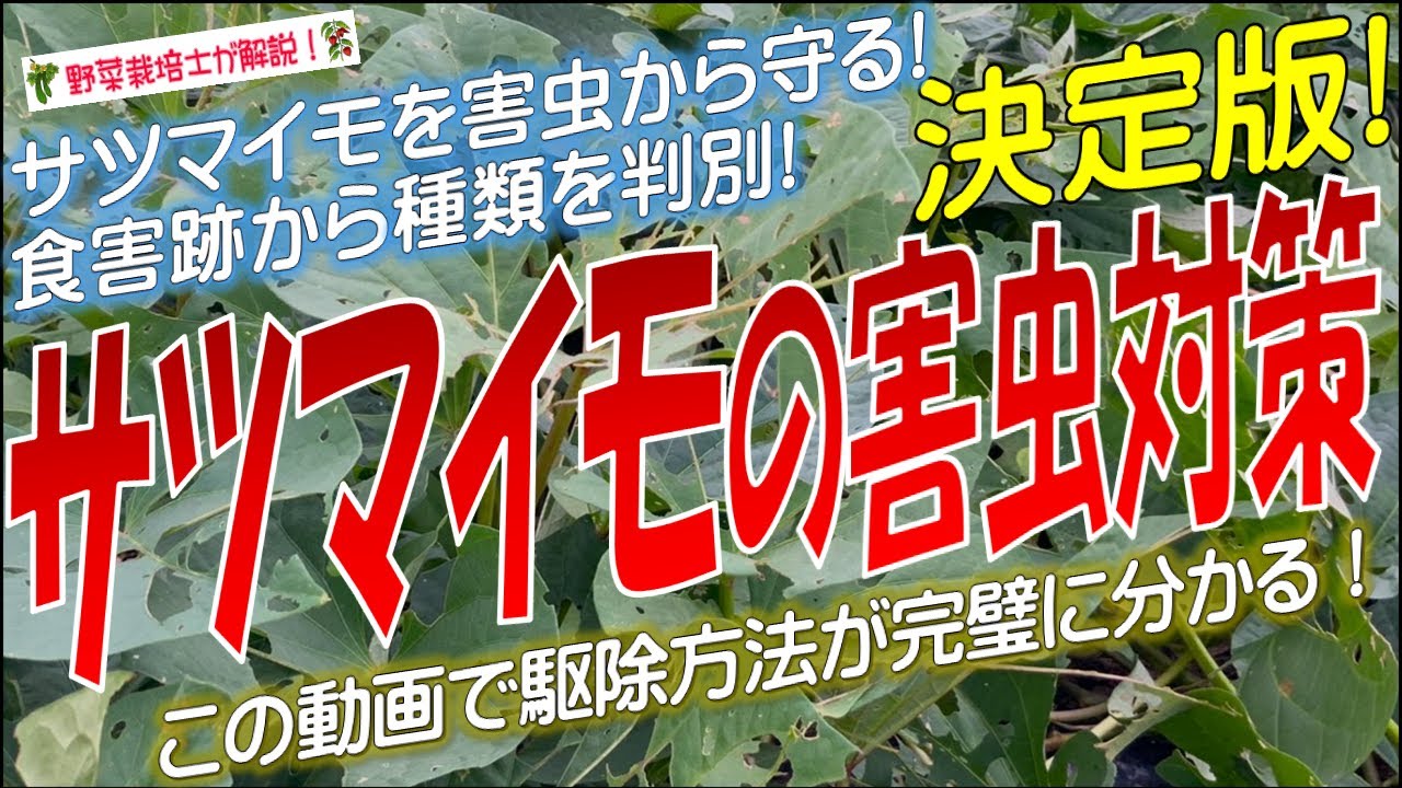 サツマイモの害虫対策（症状から害虫名を特定できる）害虫の防除と対策を完全解説！