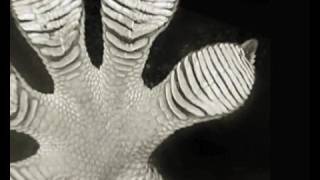 Carbon material gives more grip than gecko feet screenshot 5
