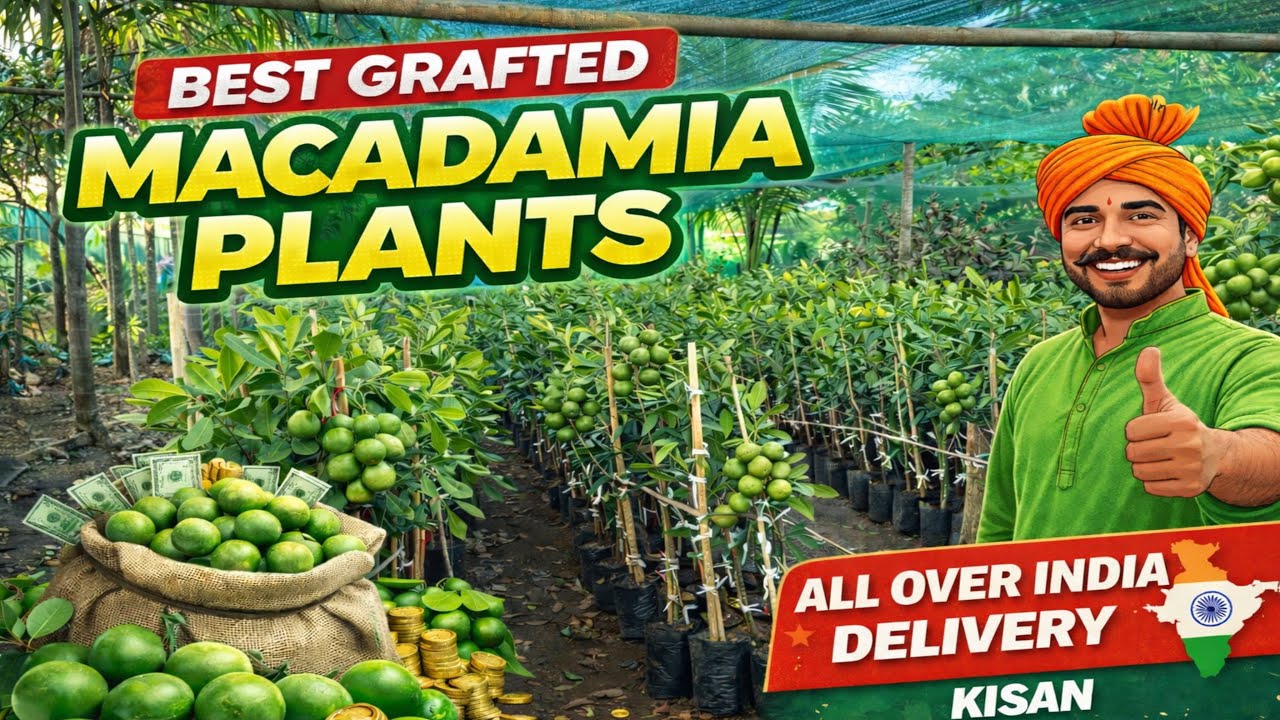High Yield Grafted Macadamia Nut Plants | Trusted Nursery | GREENVERSE NURSERY || 