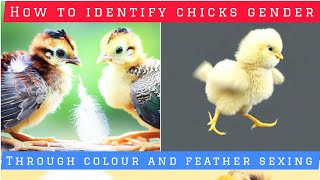 Do you know how to Identify the Gender of Chicks  as early as at Day Old? Colour and Feather Sexing.