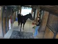 Viral Video: Girl was giving haircut to a horse, then the horse did something like this, the girl was in bad condition