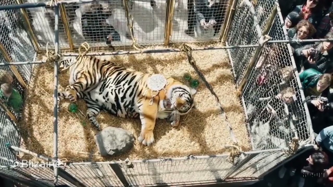 Zoo Bling - AI Music Video - OpenAI Sora Visuals