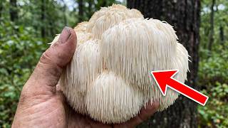 If You re New to Foraging Learn These 5 First They Can t Be Confused