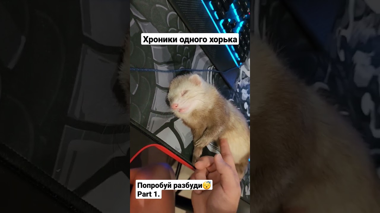 Вы знали, что хорьки спят по 20 часов в сутки? А пробовали их когда-нибудь разбудить?! #shorts