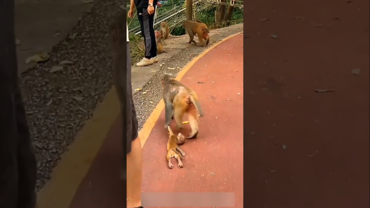 The Baby Monkey Dragged on the Road 🥹❤️🐒 