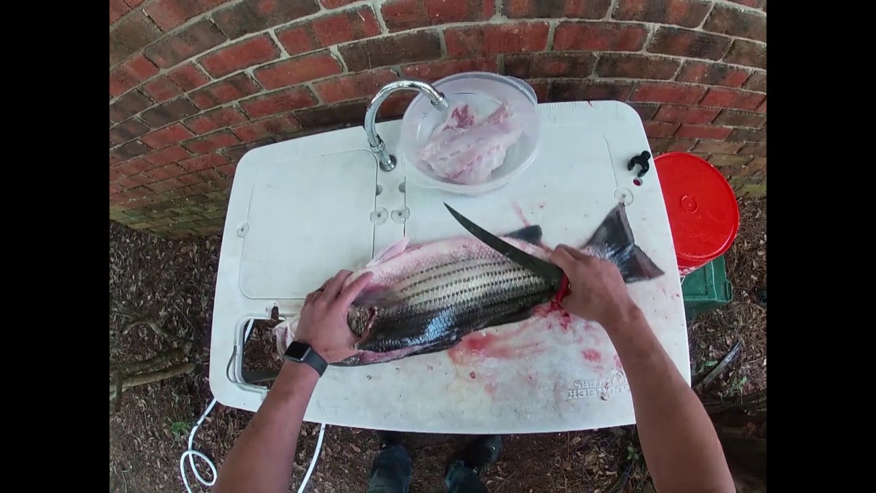 How to clean striped bass (A.K.A) Rock fish How to sharpen a knife