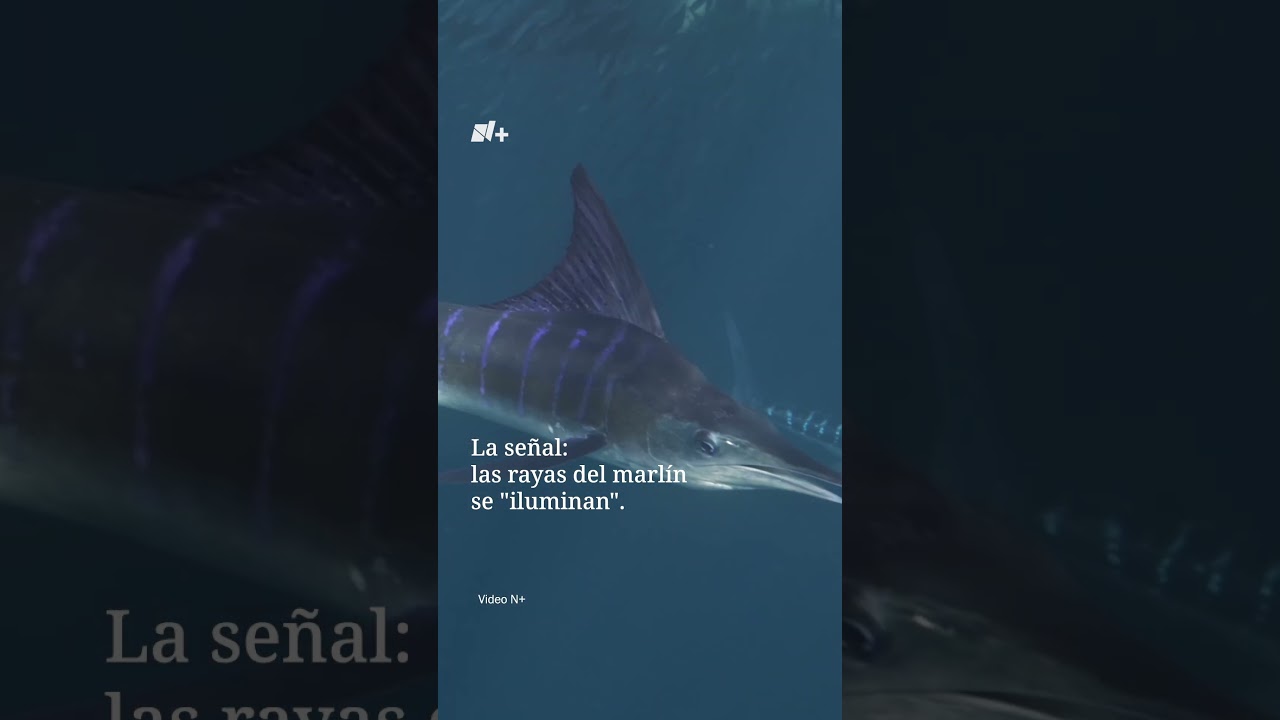 Depredadores en las sombras acechan con las rayas apagadas