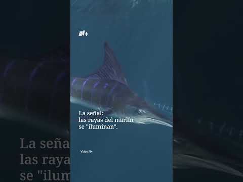 Depredadores en las sombras acechan con las rayas apagadas