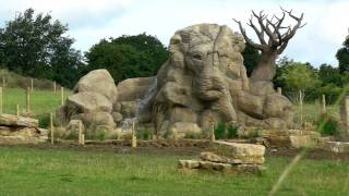 King Of Wanyama - Chessington World Of Adventures