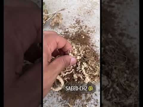 النيماتودا
