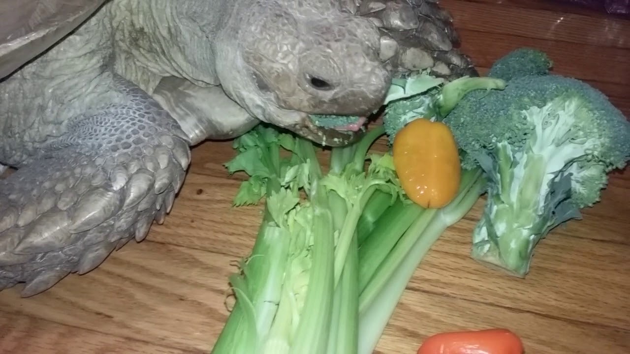 Tortoise eating broccoli YouTube