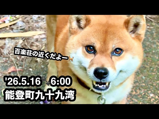 Natural Monuments 柴犬 SP0003 INVASION 希少 Early Summer Mist over Tsukumo Bay | Morning Walk with Shiba Inu