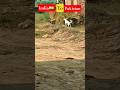India🇮🇳 to Pakistani army ⟬⟭💜 Dog 🤣😂 Funny🤣 #funny #funnymemes
