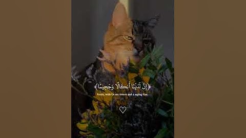 سورة المزمل بصوت عبدالرحمن مسعد#تلاوة_خاشعة #اكسبلور #صبرو #اسمعنا #اكتب_شي_تؤجر_عليه♥️🎧