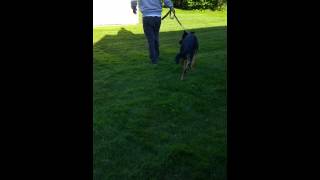 muzzle fighting