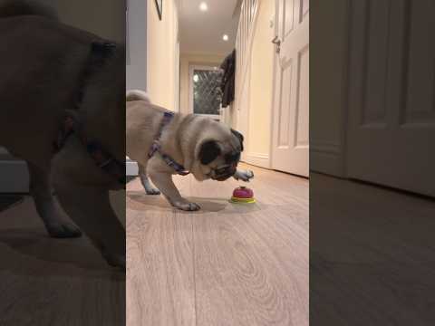 Smart Dog 🤣