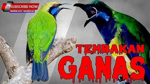 CUCAK CUNGKOK TEMBAKAN GANAS