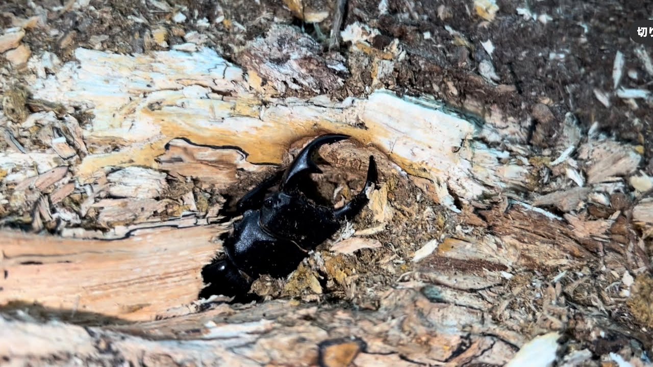 オオクワガタ採集 後編（オオクワガタの気配がたっぷりな場所で、たろ