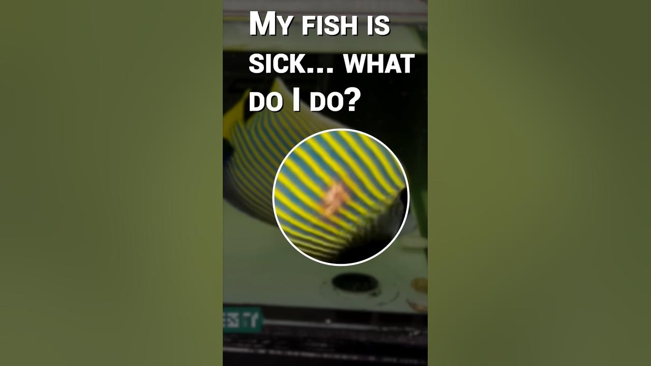 3 Steps Can Help Your Sick Saltwater Fish! YouTube