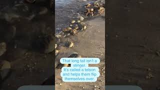 If you of my favorite horseshoe crab facts to celebrate their epic mating season!
