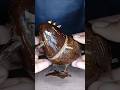 coconutshell  bird making idea easy coconut craft ideas [DIY] #shorts