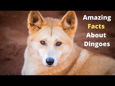 Video: Sino Ang Mga Dingo Dogs