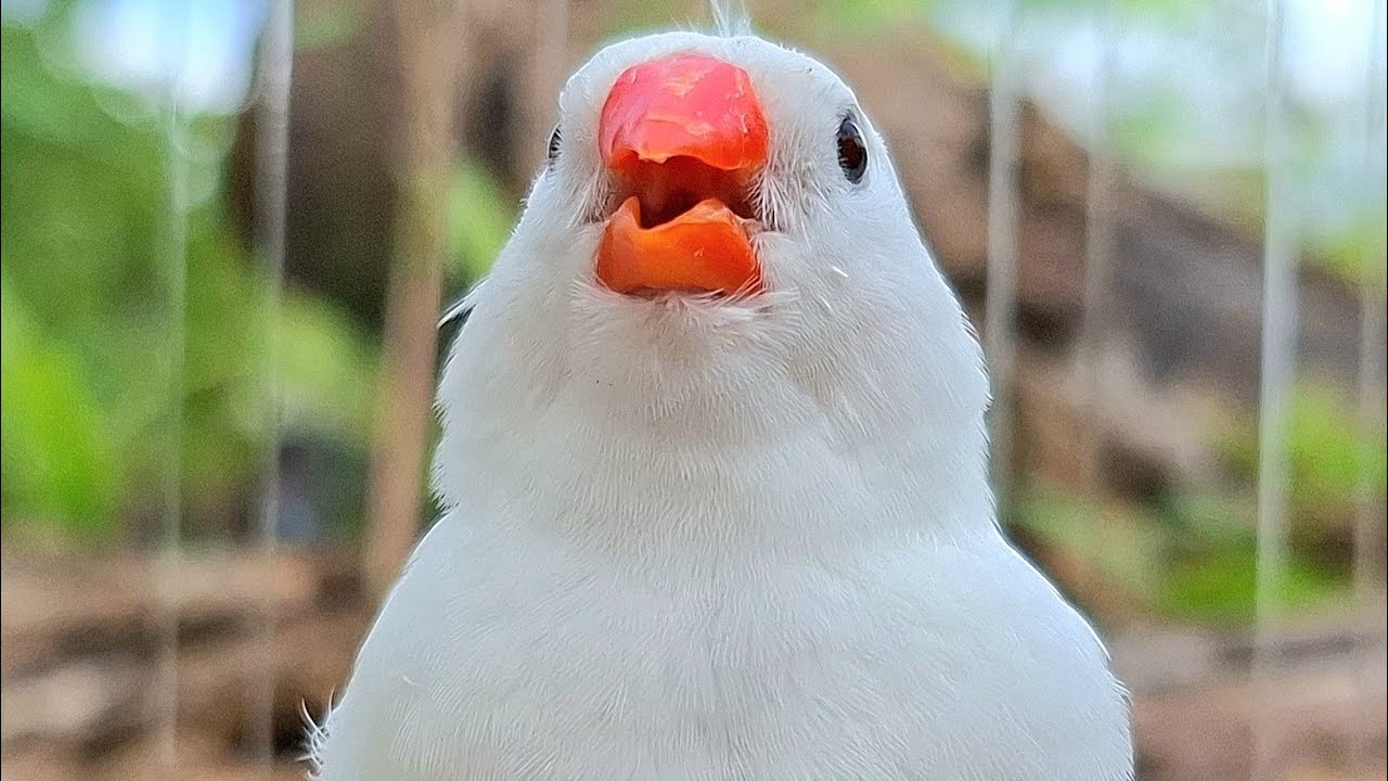 White zebra finch like to sing a sweet song and talk about fun things. Zebra finch singing sound. 