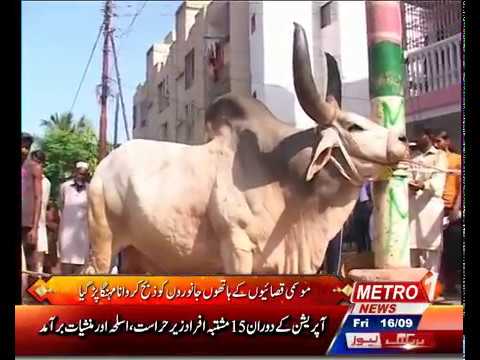 funter cow qurbani funter cow qurbani