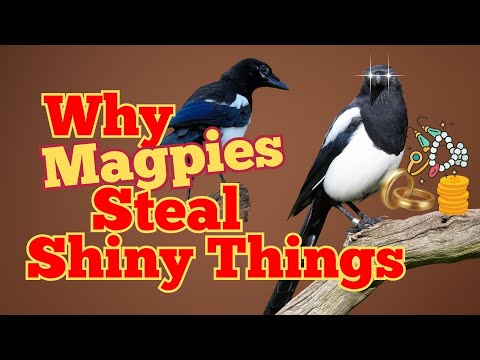 The Truth About Magpies: Tricksters, Geniuses & Thieves