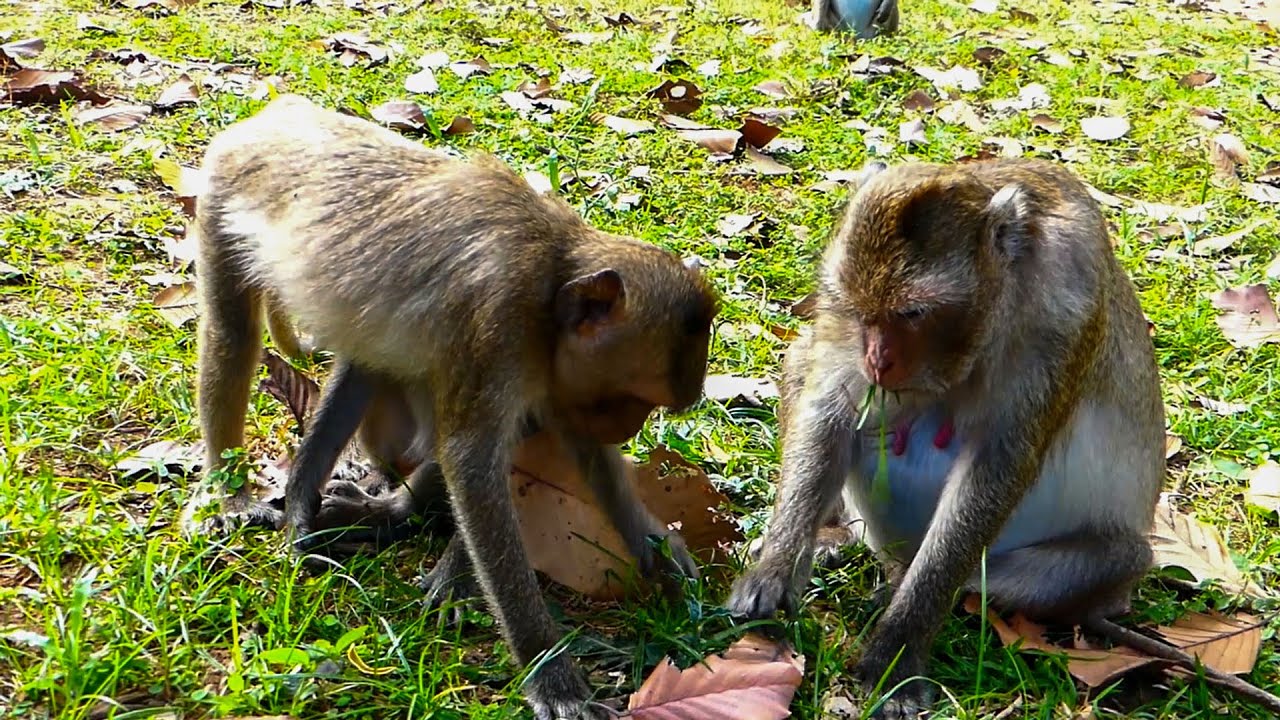 Jat have PREGNANT Hungry Eating grass | Julyna have Feeling Happy like Janet of Janna too