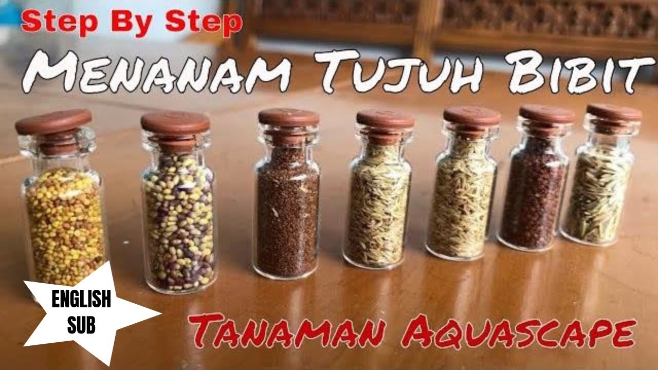 REVIEW 7 TYPE CARPET SEED 
