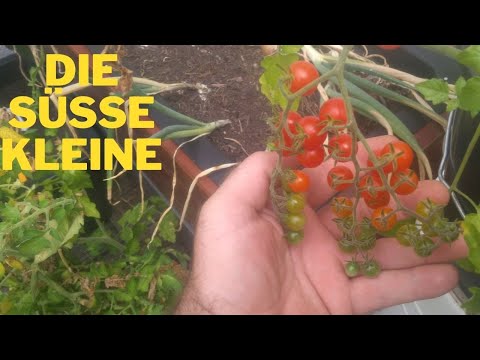 Video: Johannisbeer-Tomatenpflanzen - Johannisbeer-Tomatensorten für den Anbau im Garten