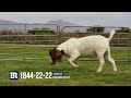 Breede Boerbokstoet 1844-22-22
