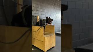#casanovatherussiandoberman came to table work at @south_bay_malinois