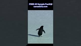 New Producer Remix Competition! "He Doesn't Know" #freesamplepack #dj #dancemusic #flstudio