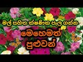 Mal wagawa/ මල් සහිත නව ශාකයක් ක්ෂණිකව ලබා ගැනීම/hendirikka