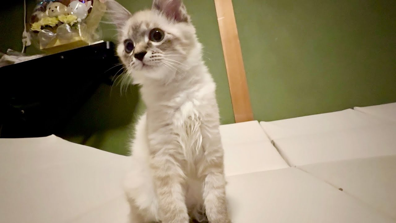保護子猫の様子が変わってきました - YouTube