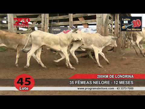 Lote 45