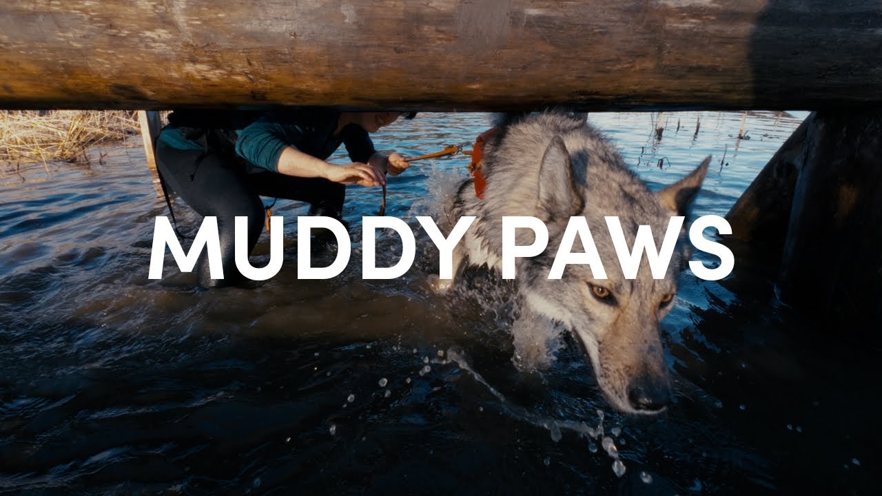 Running Muddy Paws K9 Biathlon April 2024 with Tamaskan dog Wonton!