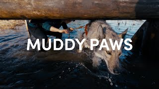 Running Muddy Paws 2024 with Tamaskan dog Wonton!