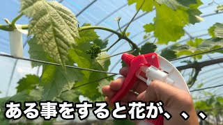 ある事をするとぶどうの花は立派になる2026-05-06