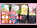 クリスマスローズの苗選びと育て方 ｂｙ園芸チャンネル 341 園芸 ガーデニング 初心者