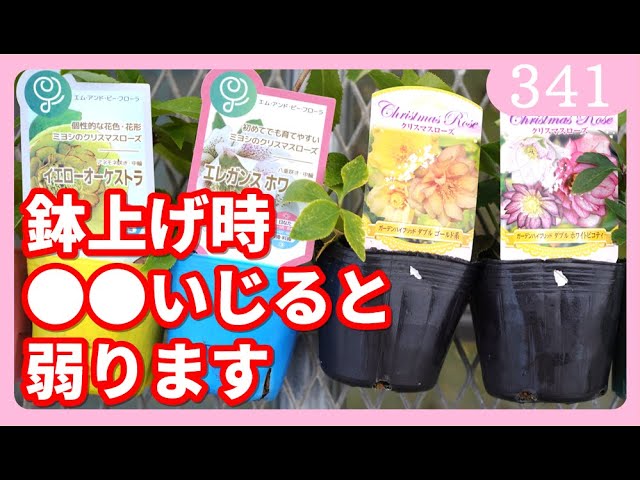 クリスマスローズ....その3 園芸ネット本店｜クリスマスローズ：ダブルレッド系3.5号ロングポット