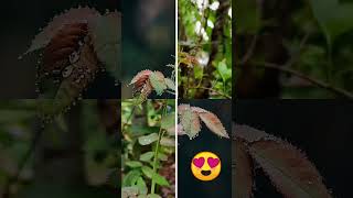 Before and after photo editing 😇#shorts  #edit  #editing #lightroom #snapseed #nature #photography screenshot 2