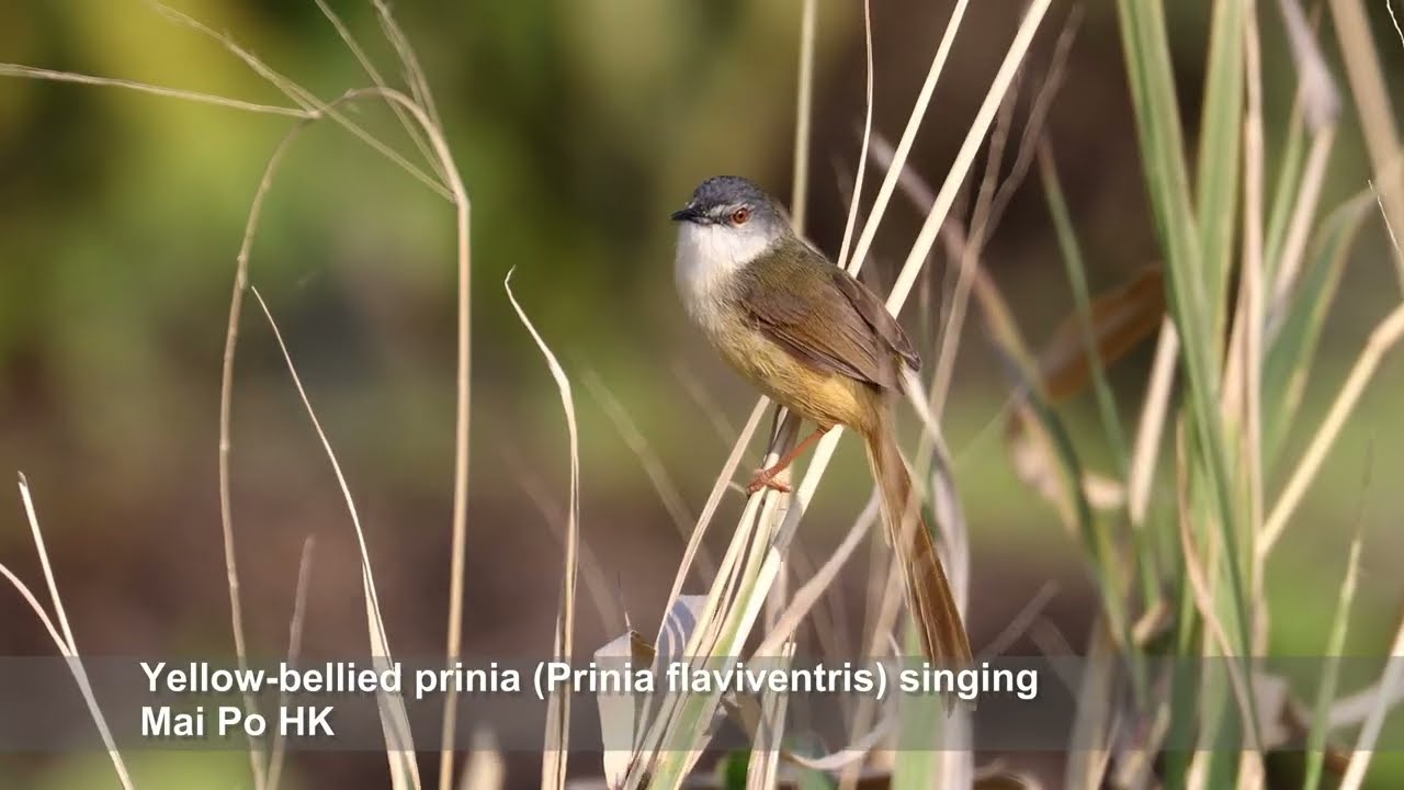 Yellow-bellied prinia (Prinia flaviventris) singing - Mai Po HK 