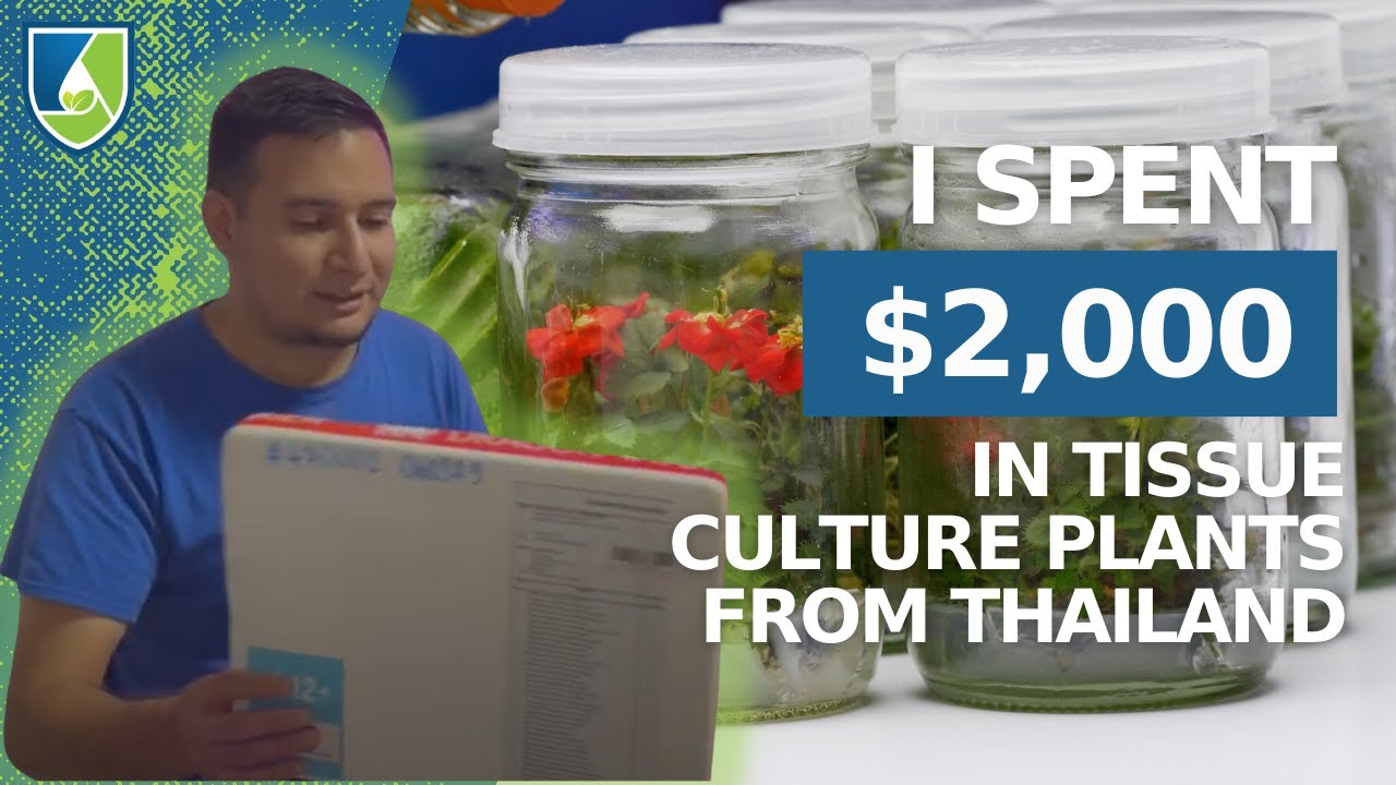 I Spent 2,000 in Tissue Culture Plants From Thailand! YouTube