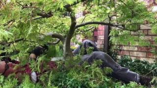 Seattle Arborist Tree Pruning From Within