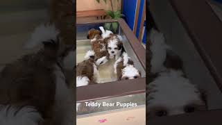 Introducing the cuddliest companion you'll ever meet – the Teddy Bear Puppy!
