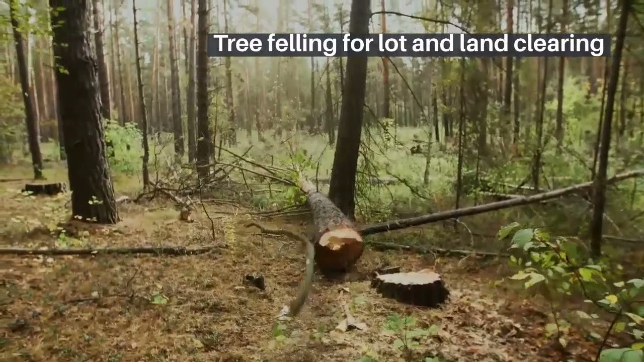 Fort Wayne Tree Trimming & Removal Service - Land Clearing and Tree ...