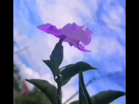 Đế đài xuân 10 - youtube